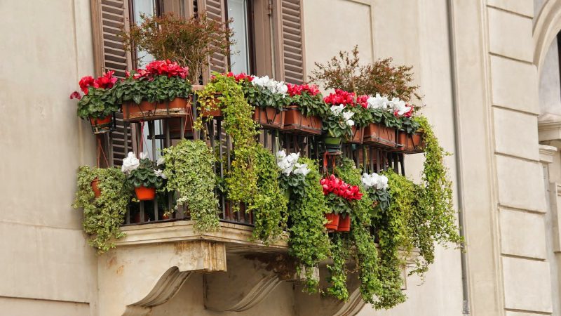 “Capurso Borgo in Fiore”: parte il primo concorso per abbellire il centro storico. Il sindaco Laricchia: “È un gesto d’amore per la nostra città”.