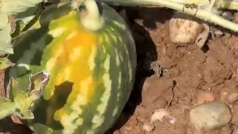 CALDO: COLDIRETTI PUGLIA, ANGURIE ‘COTTE’ DAL SOLE NEL TARANTINO; FINO AL 60% DI PERDITE NEI CAMPI TRA SICCITÀ E TEMPERATURE ESTREME