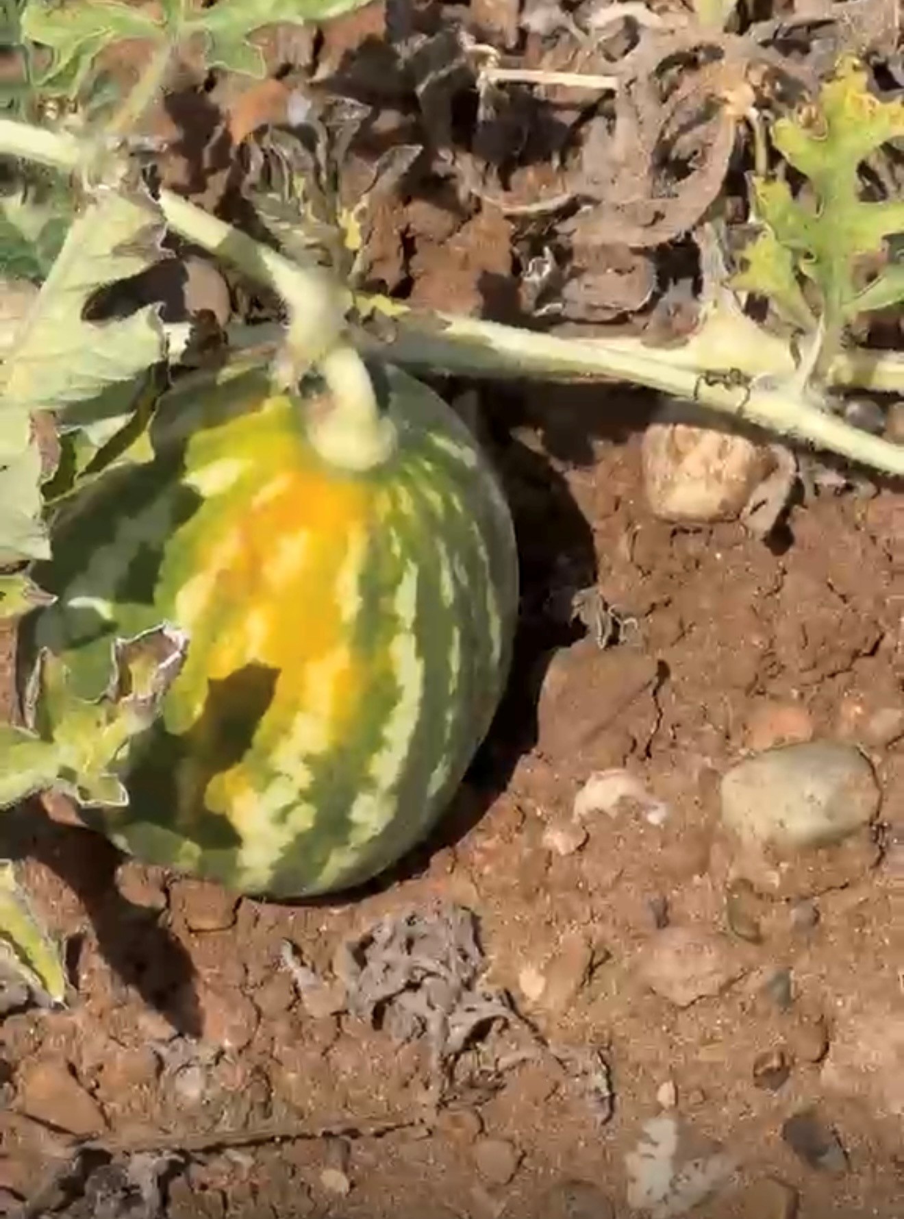 CALDO: COLDIRETTI PUGLIA, ANGURIE ‘COTTE’ DAL SOLE NEL TARANTINO; FINO AL 60% DI PERDITE NEI CAMPI TRA SICCITÀ E TEMPERATURE ESTREME